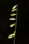 Twoflower melicgrass